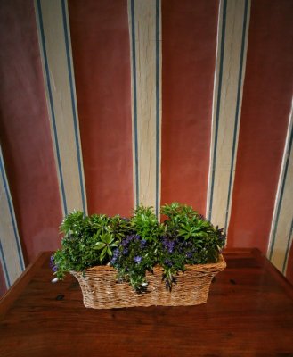 IMG_4124_DxO.jpg