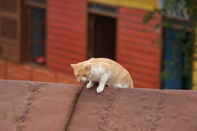 IMG_4345.jpg
