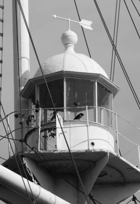 IMG_8485.jpg