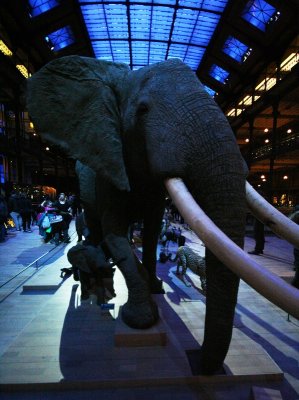 Grande galerie de l'évolution