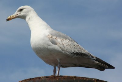 IMG_0143.jpg