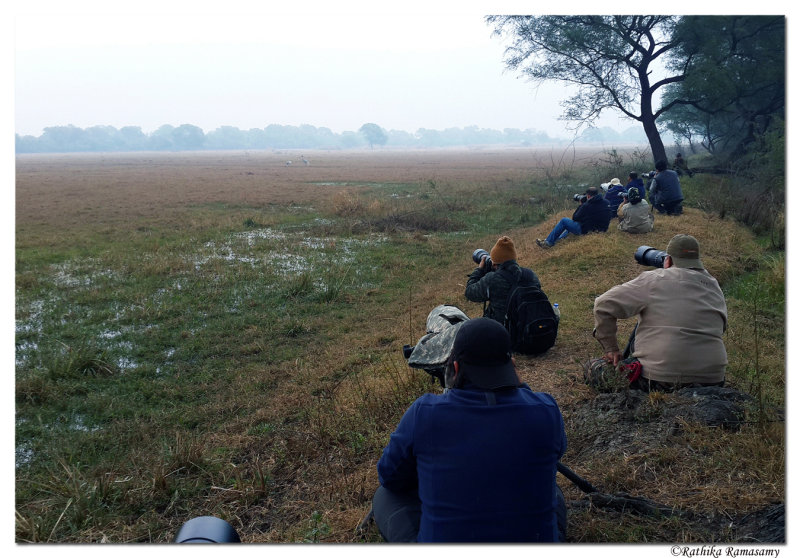 @Workshop-Shooting sarus crane