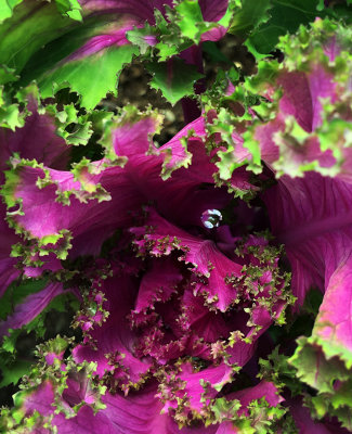 Purple Kale & Water Drop
