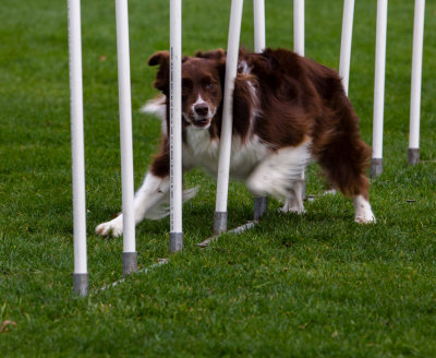 Dog Agility Trial