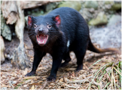 2976 Tasmanian Devil