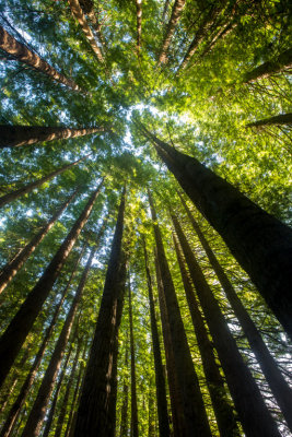 Looking Up  (Redwoods)