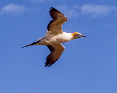 Water Birds