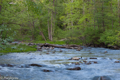 Creek and woods.jpg