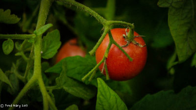 Small Tomato.jpg