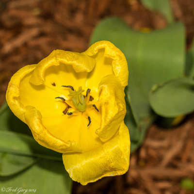 Dying Yellow Tulip-02009.jpg