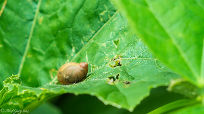 Slug-02134.jpg