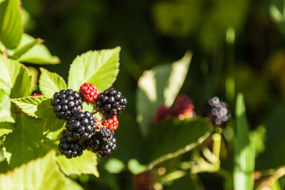 My Blackberries-5872.jpg
