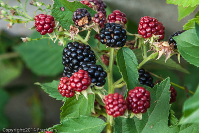 Fresh Blackberries-6826.jpg