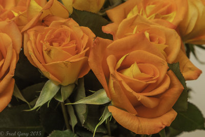 Orange Roses crop-7287.JPG