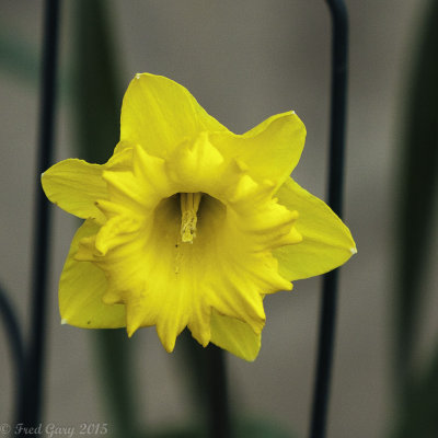 Yellow Daffodil-7324.JPG