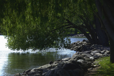 Lake Shoreline-.JPG