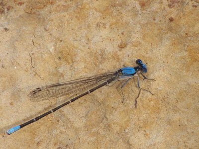 Blue-fronted Dancer (Argia apicalis)