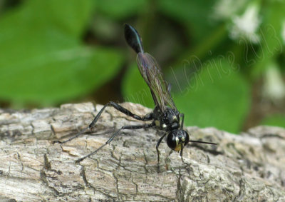 Eremnophila aureonotata