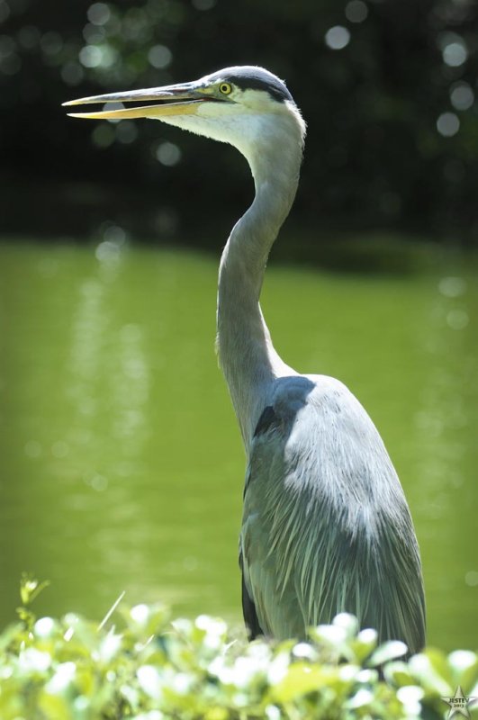 Blue Heron