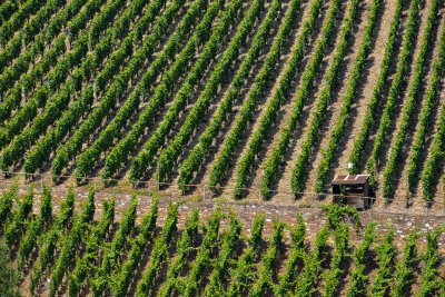 Vineyards on the Rhine
