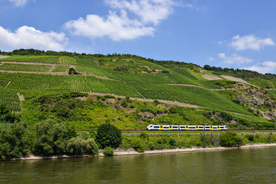 Vineyards on the Rhine