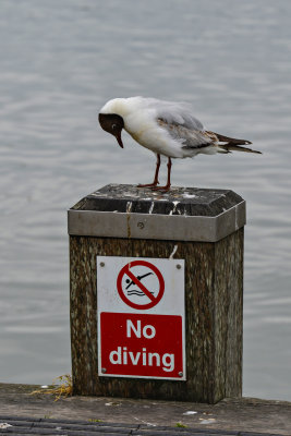 No diving!  Really?