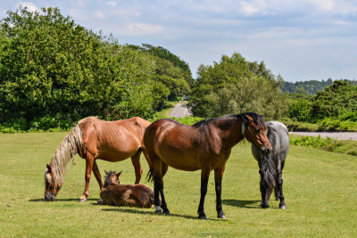 New Forest Ponies