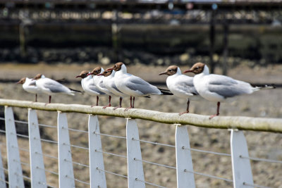 Gulls on sentry duty