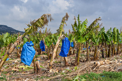 Banana plantations