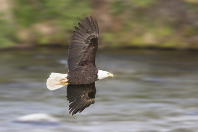 Bald Eagle