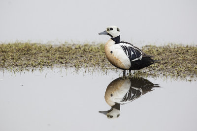 Stella Eider