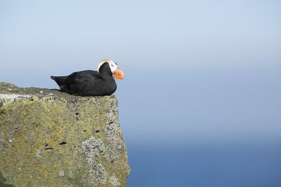 Tufted Puffin