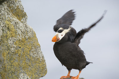 Tufted Puffin