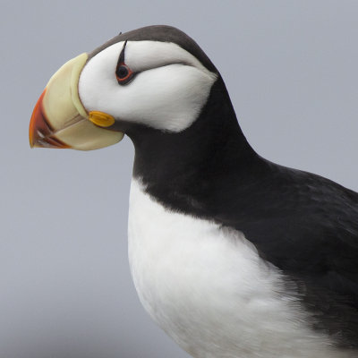 Horned Puffin