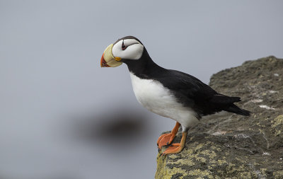 Horned Puffin