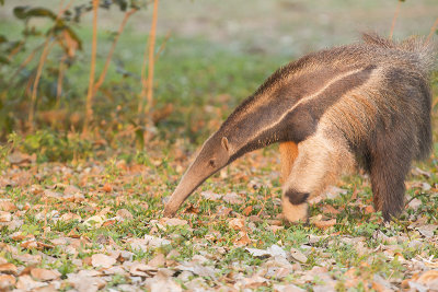 Giant Anteater