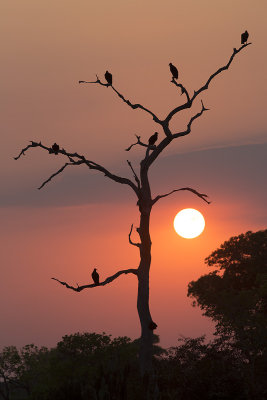 Black Vulture in Sunrise