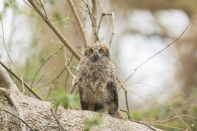 Great Horned Owl - chick