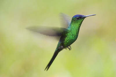 Violet-capped Woodnymph