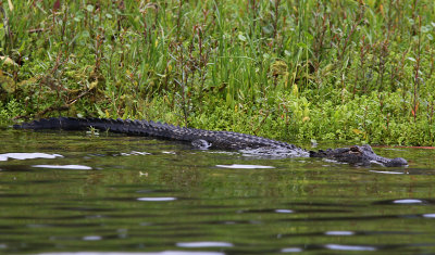 Alligator Crystal River 
