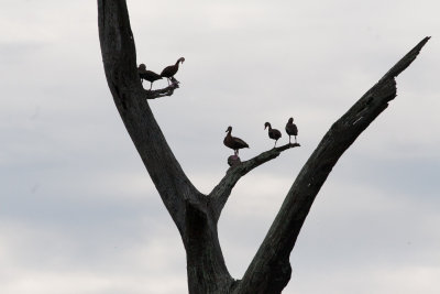 Tree Ducks (Black Bellied Whistling Ducks)