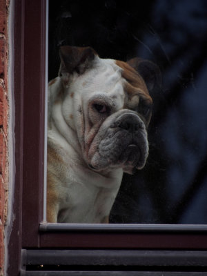 Dog in window in Uzupis neighborhood, Vilnius