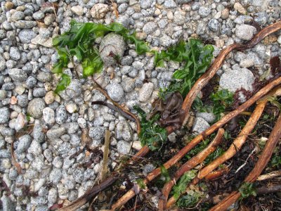 Seaweed and cobbles _092.jpg