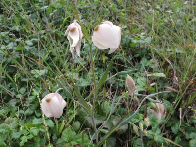 Wildflowers _095.jpg