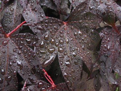 Heavy dew on Japanese maple in the front yard _103.jpg