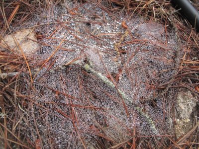 Wet web _120.jpg