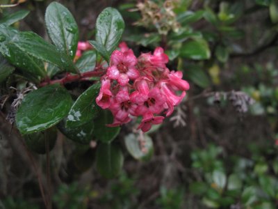 Pink flowering shrub _130.jpg