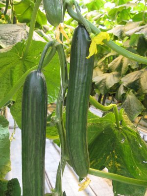 We had lunch in Friheimar's geothermally warmed cucumber greenhouse. 2015_08_09_Iceland _544.jpg