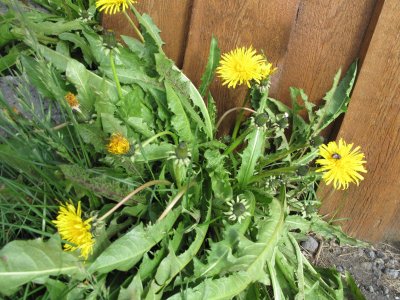 Dandelions are frequently sighted. 2015_08_13_Iceland _1504.jpg