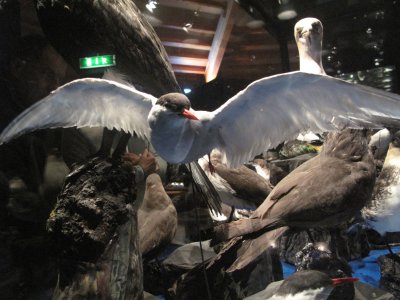 In the bird museum at Lake Myvatn. 2015_08_14_Iceland _1783.jpg